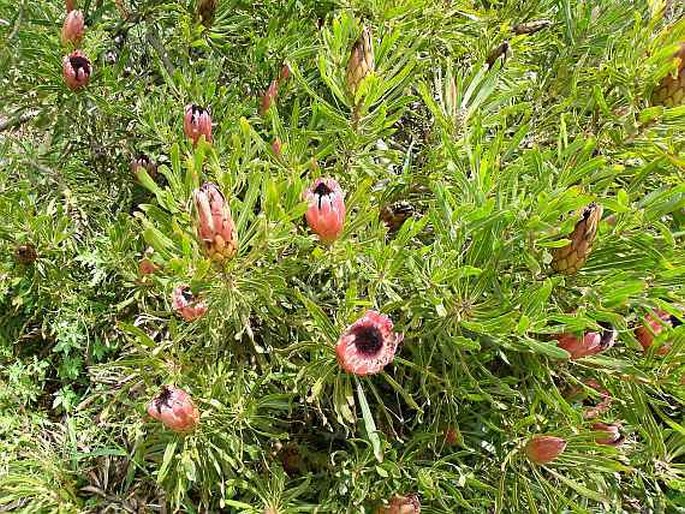 Protea longifolia