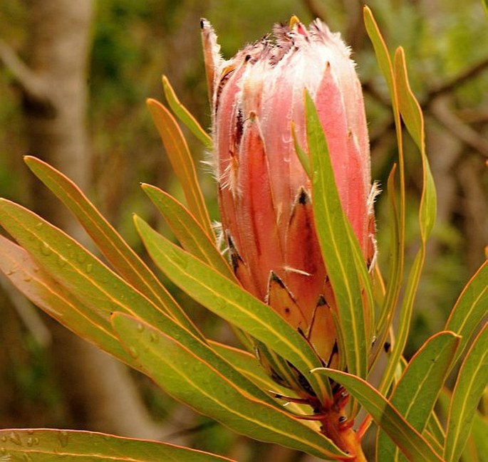 Protea longifolia