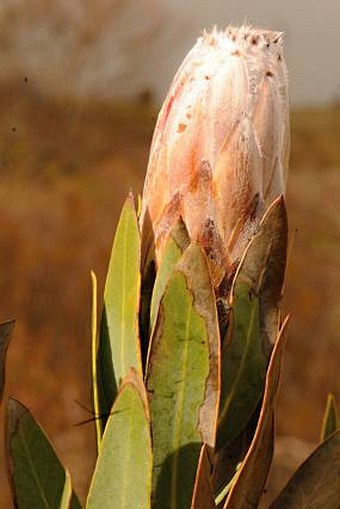 Protea lorifolia