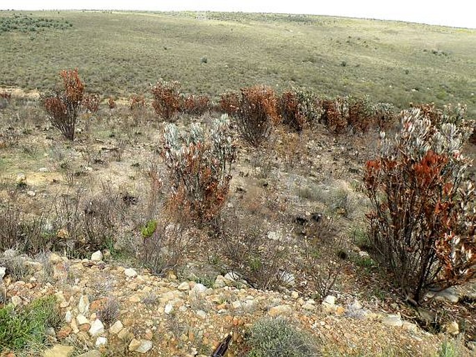 Protea lorifolia