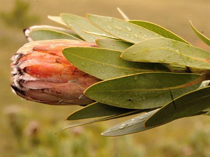 Protea lorifolia