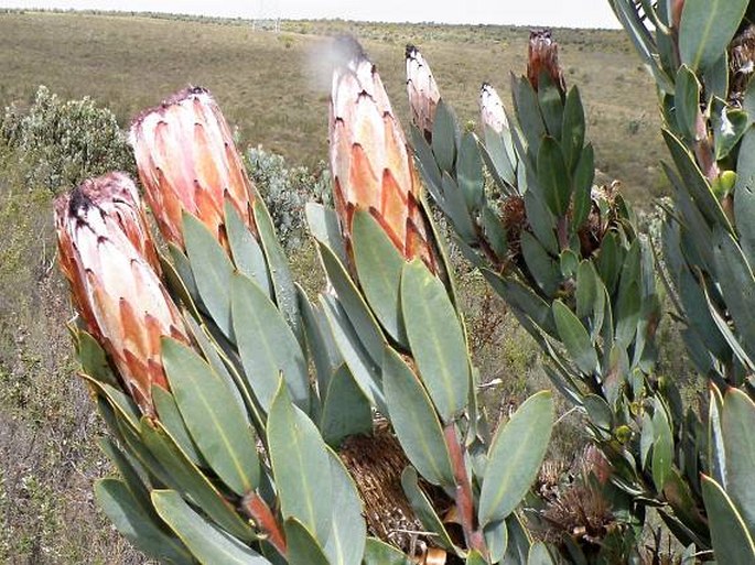 Protea lorifolia