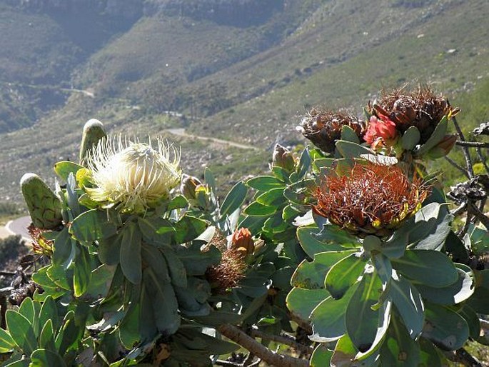 Protea nitida