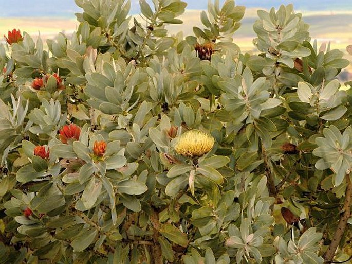 Protea nitida