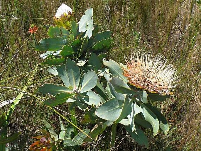 Protea nitida