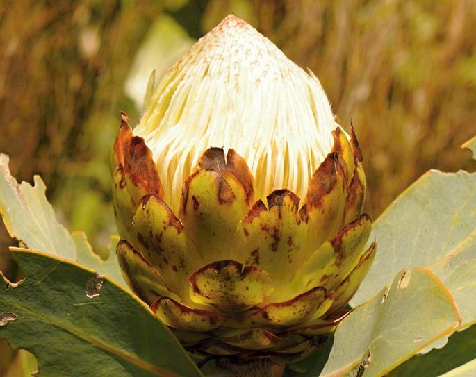 Protea nitida