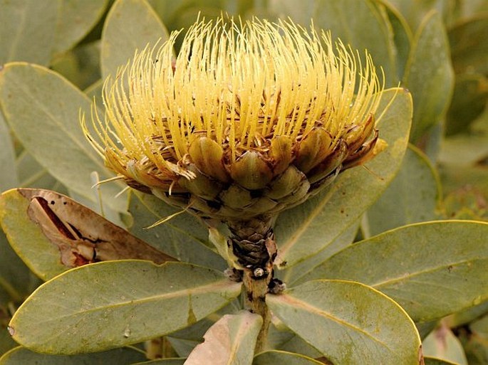 Protea nitida