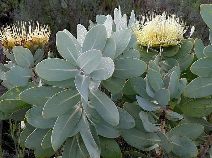 Protea nitida