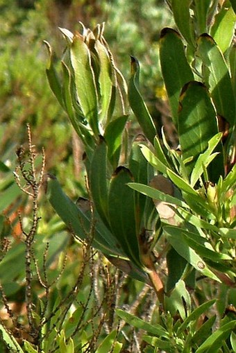 Protea obtusifolia