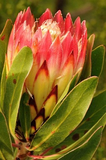 Protea obtusifolia