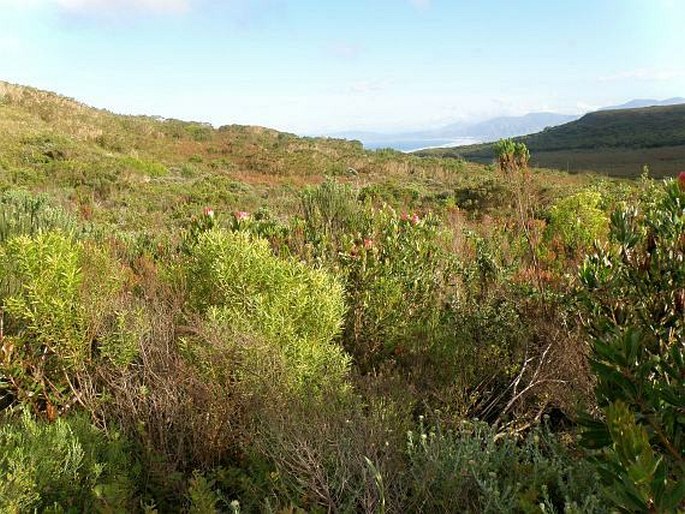 Protea obtusifolia