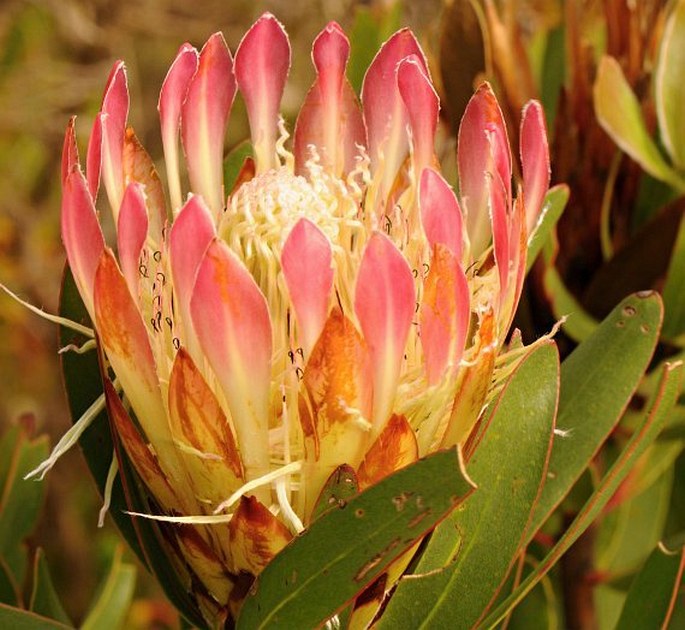 Protea obtusifolia