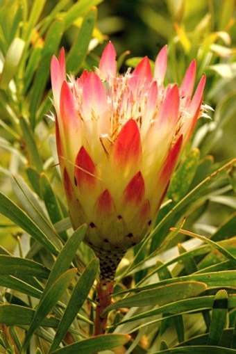 Protea repens