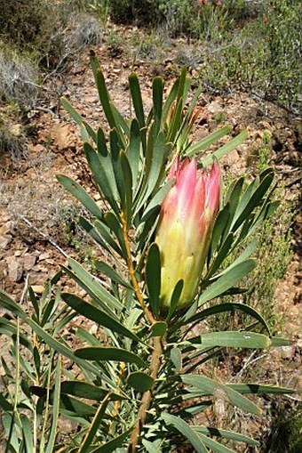Protea repens