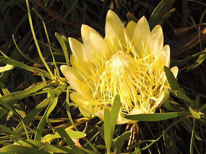 Protea repens