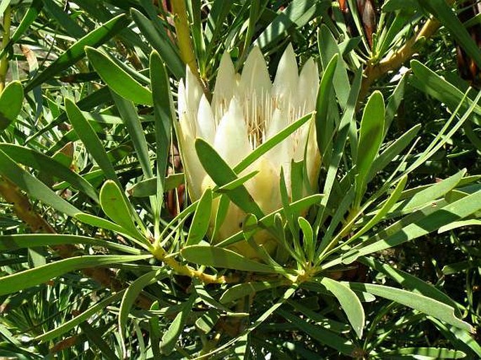 Protea repens