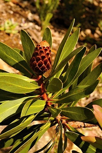 Protea rubropilosa