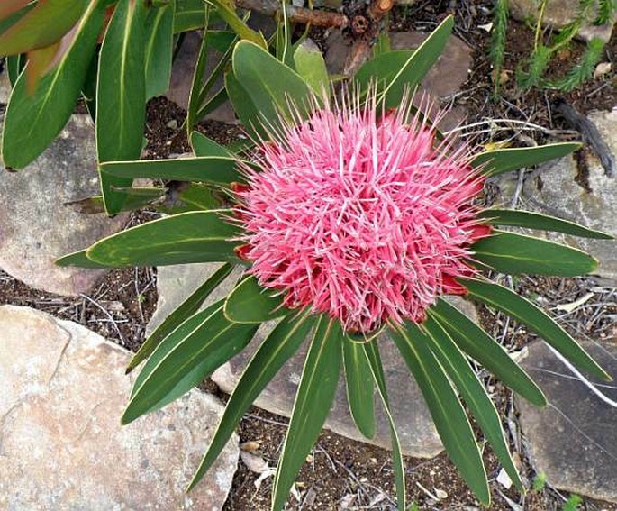 Protea rubropilosa