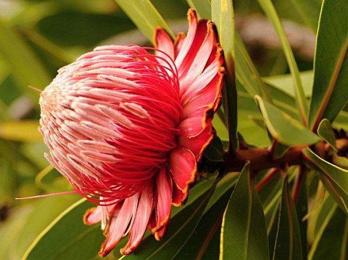 Protea rubropilosa