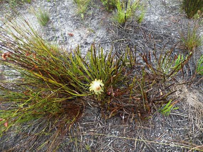 Protea scabra