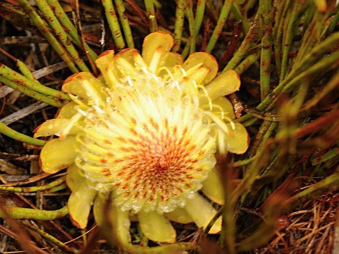 Protea scabra