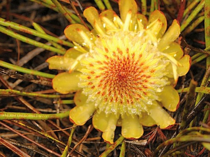 Protea scabra