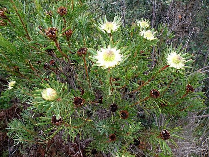 Protea scolymocephala