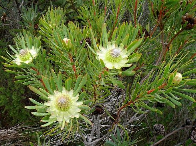 Protea scolymocephala