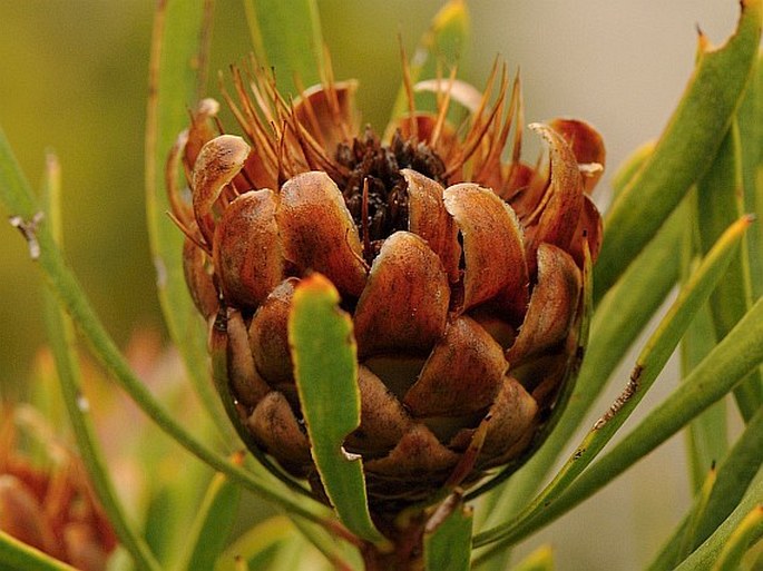 Protea scolymocephala