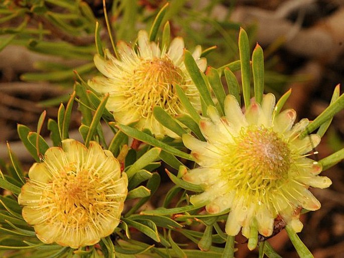 Protea scolymocephala