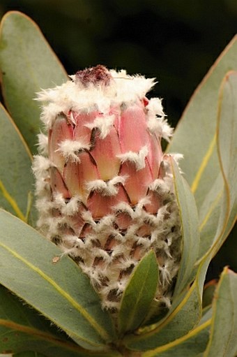 Protea speciosa