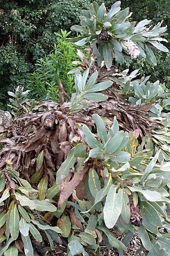 Protea speciosa