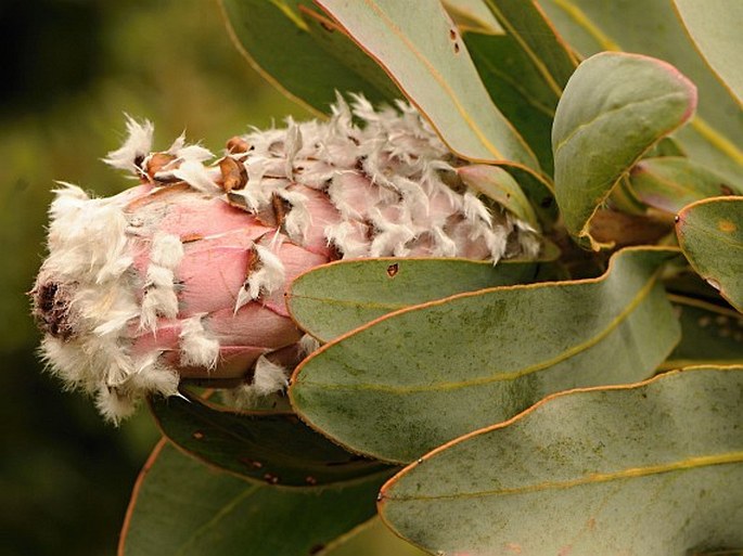 Protea speciosa