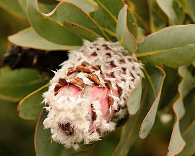 Protea speciosa