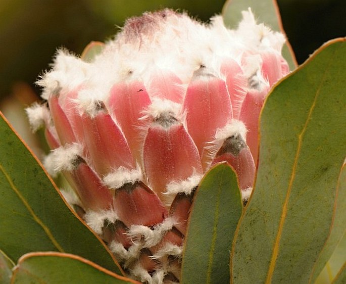 Protea speciosa