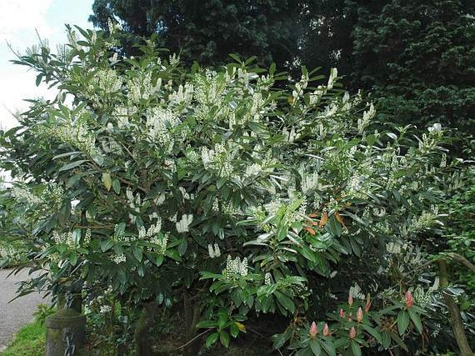 Prunus laurocerasus