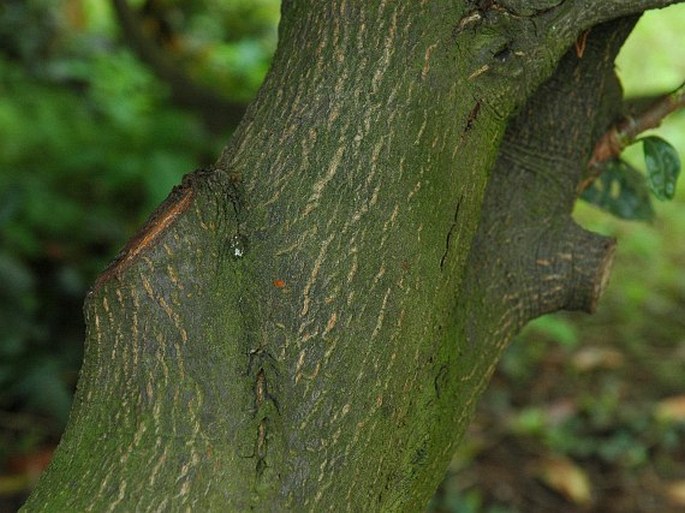 Prunus laurocerasus