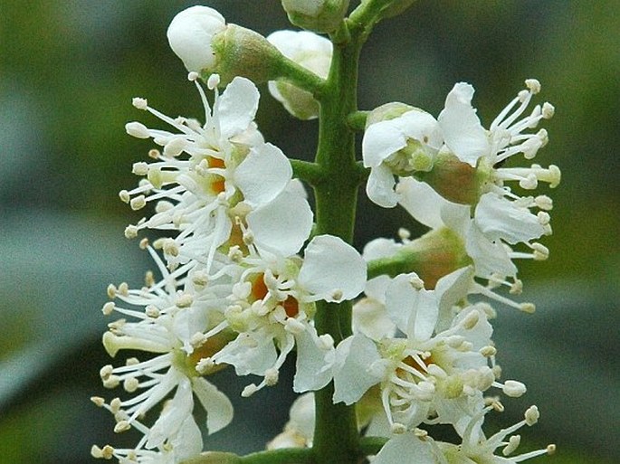 Prunus laurocerasus