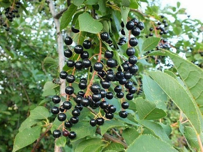 Prunus virginiana