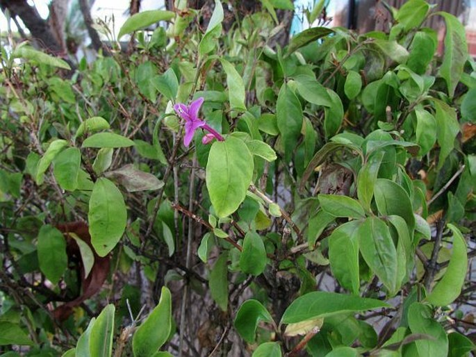 Pseuderanthemum laxiflorum