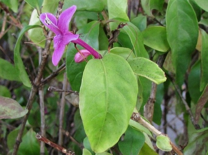 Pseuderanthemum laxiflorum