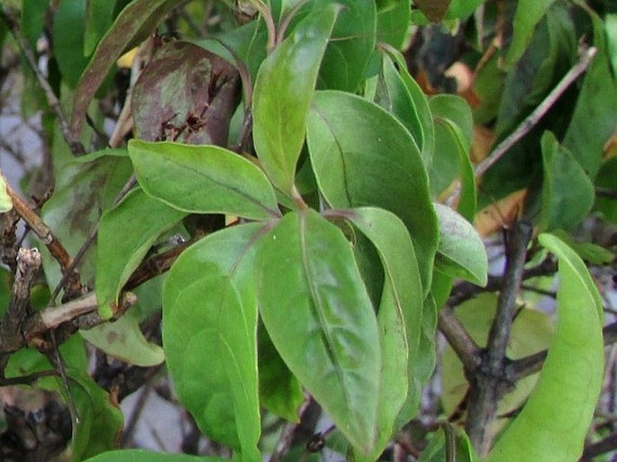 Pseuderanthemum laxiflorum