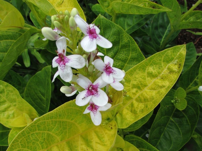 Pseuderanthemum carruthersii