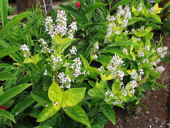 Pseuderanthemum carruthersii