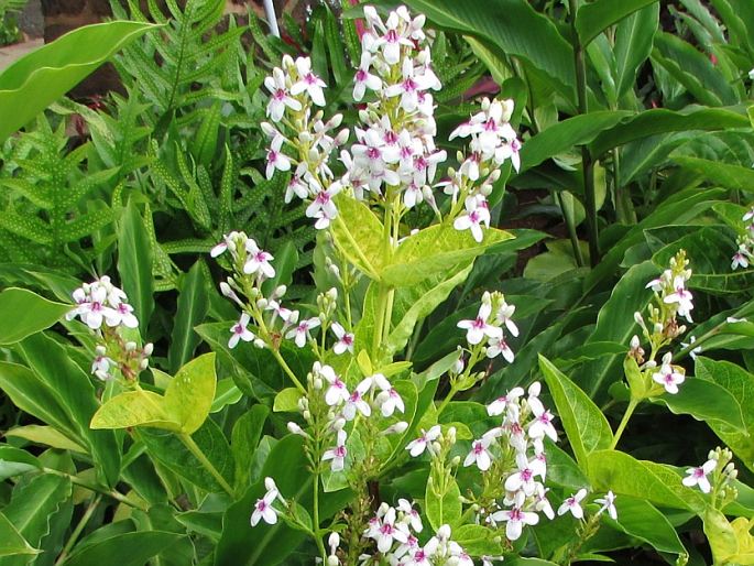 Pseuderanthemum carruthersii