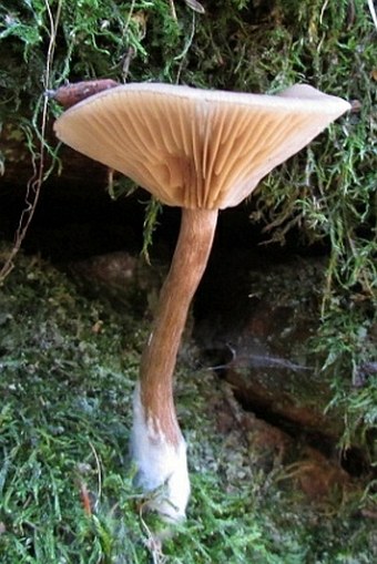 Pseudoclitocybe cyathiformis