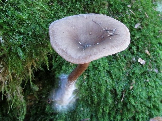 Pseudoclitocybe cyathiformis