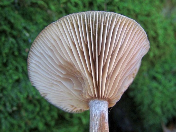 Pseudoclitocybe cyathiformis