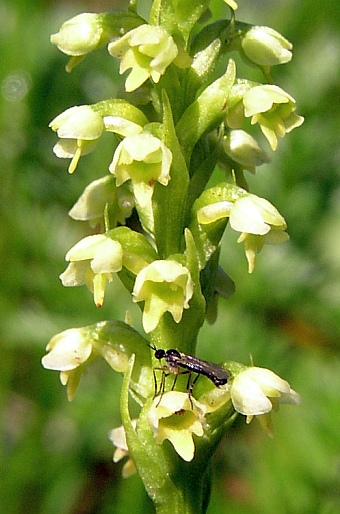 Pseudorchis albida