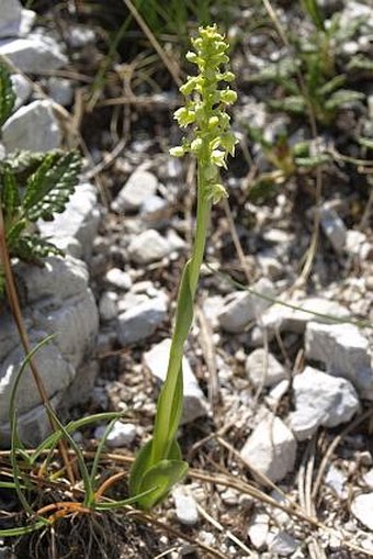 Pseudorchis albida subsp. tricuspis